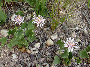 Acourtia nana - Dwarf Desertpeony, Dwarf Desert Peony, Desert Holly