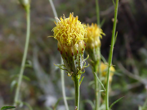 Adenophyllum porophylloides - San Felipe Dogweed, San Felipe Dyssodia