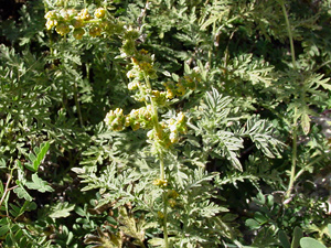 Ambrosia confertiflora - Weakleaf Bur Ragweed, Weakleaf Burr-Ragweed, Slimleaf Bursage, Slender Ragweed