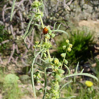 Ambrosia confertiflora - Weakleaf Bur Ragweed, Weakleaf Burr-Ragweed, Slimleaf Bursage, Slender Ragweed