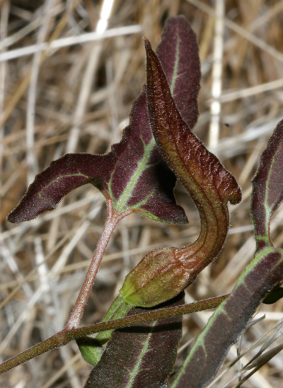 Aristolochia watsonii - Watson's Dutchman's Pipe, Southwestern Pipevine (flower bud and leaf)