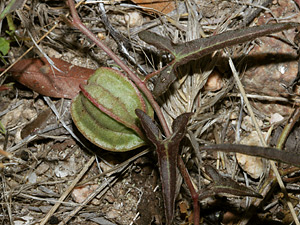 Aristolochia watsonii - Watson's Dutchman's Pipe, Southwestern Pipevine (green fruit)