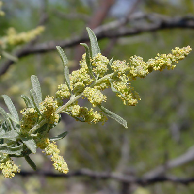 Atriplex canescens - Fourwing Saltbush, Four-wing Saltbush, Chamise, Chamize, Chamiso, Shadscale (flowers)