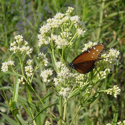 Baccharis salicifolia - Mule-fat, Mule's Fat, Seep-willow, Seepwillow (flowers with a Queen (Danaus gilippus) butterfly)