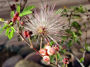 Calliandra eriophylla - Fairyduster, Fairy Duster