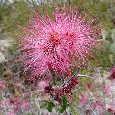 Calliandra eriophylla - Fairyduster, Fairy Duster (pink flowers)